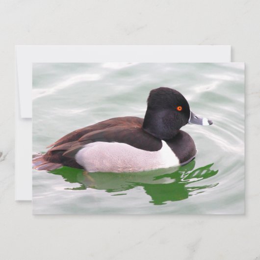 Ring Necked Duck Mitteilungskarte (Vorderseite)