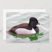Ring Necked Duck Mitteilungskarte (Vorne/Hinten)