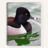 Ring Necked Duck Notizblock (Vorderseite)