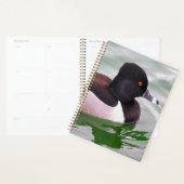 Ring Necked Duck Planer (Anzeige)
