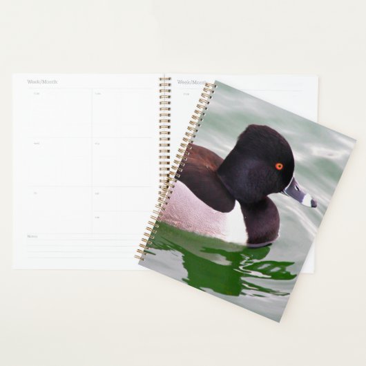 Ring Necked Duck Planer (Anzeige)
