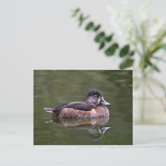 Ring-Necked Duck Postkarte (Stehend Vorderseite)