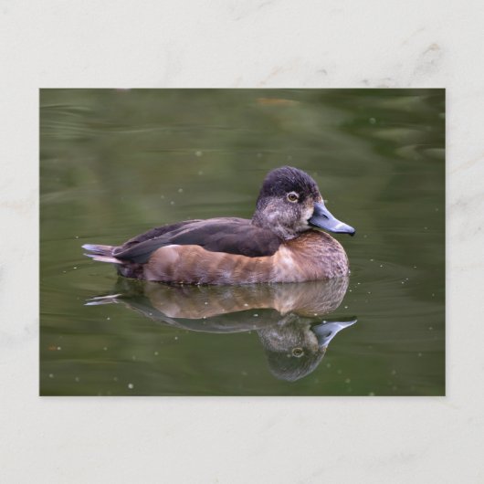 Ring-Necked Duck Postkarte (Vorderseite)