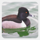 Ring Necked Duck Quadratischer Aufkleber (Vorderseite)