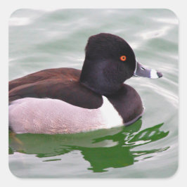 Ring Necked Duck Quadratischer Aufkleber