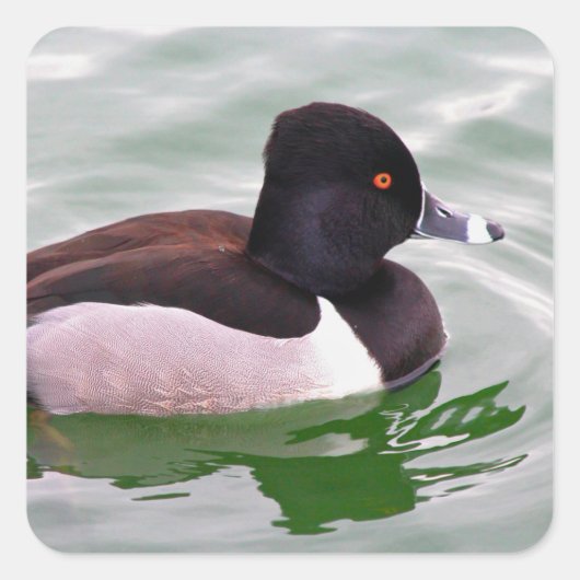 Ring Necked Duck Quadratischer Aufkleber (Vorderseite)