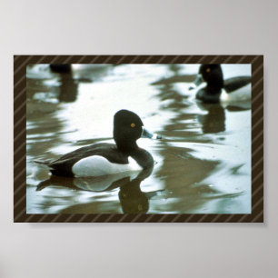 Ring Necked Ducked Poster