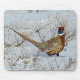 Ring-necked Fasan B22 im Schnee Mousepad
