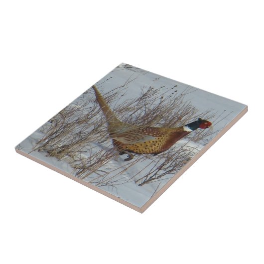 Ring-necked Fasan B23 im Schnee Fliese (Seite)