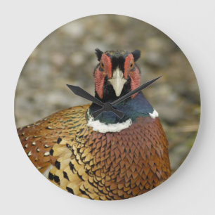 Ring-Necked Fasan Große Wanduhr