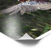Ring Necked Pheasant Fotodruck (Ecke)