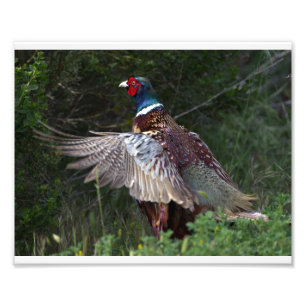 Ring Necked Pheasant Fotodruck