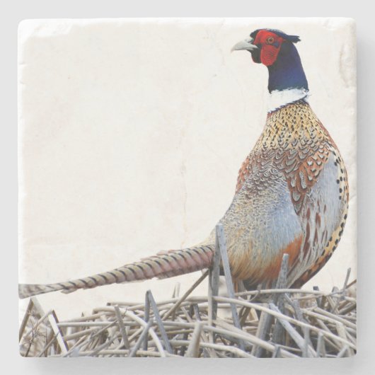 Ring-necked Pheasant Photo Stone Trivet Steinuntersetzer (Vorderseite)