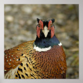 Ring Necked Pheasant Poster (Vorne)