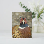 Ring Necked Pheasant Postkarte (Stehend Vorderseite)