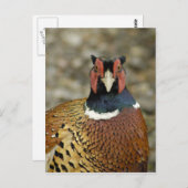 Ring Necked Pheasant Postkarte (Vorne/Hinten)