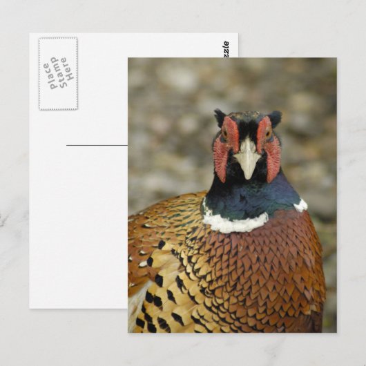 Ring Necked Pheasant Postkarte (Vorne/Hinten)