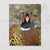 Ring Necked Pheasant Postkarte (Vorderseite)