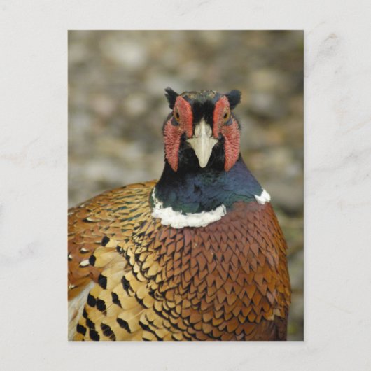 Ring Necked Pheasant Postkarte (Vorderseite)