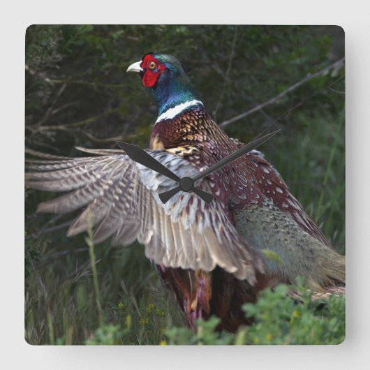 Ring Necked Pheasant Quadratische Wanduhr (Vorderseite)