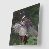 Ring Necked Pheasant Quadratische Wanduhr (Winkel)