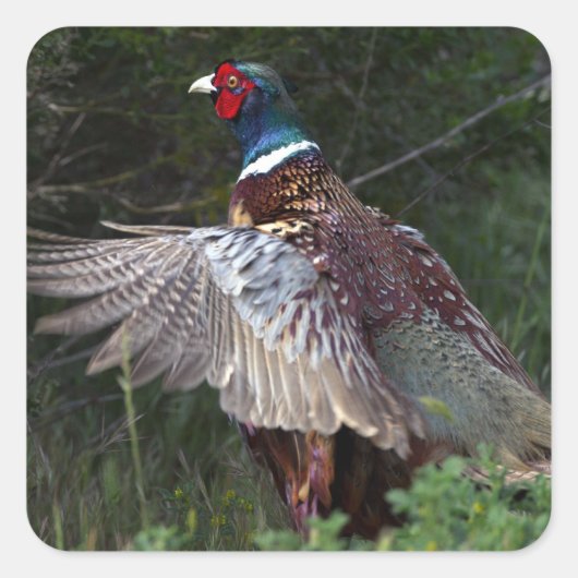 Ring Necked Pheasant Quadratischer Aufkleber (Vorderseite)