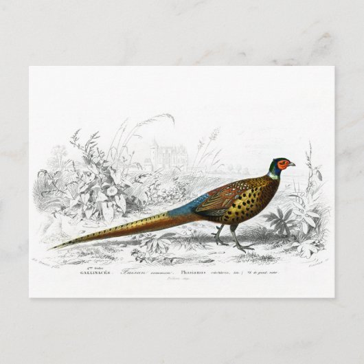 Ring Necked Pheasant - Vintage Kunst Postkarte (Vorderseite)
