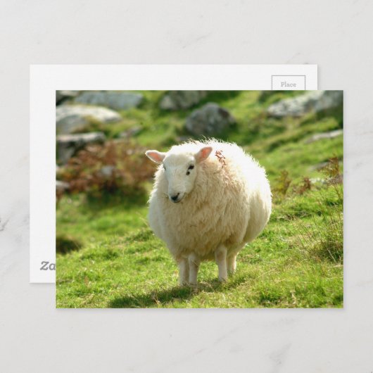 Ring of Kerry Sheep Postkarte (Vorne/Hinten)