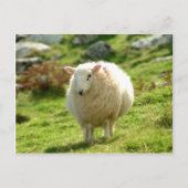 Ring of Kerry Sheep Postkarte (Vorderseite)