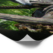 Ring-Schwanz Lemur Poster (Ecke)