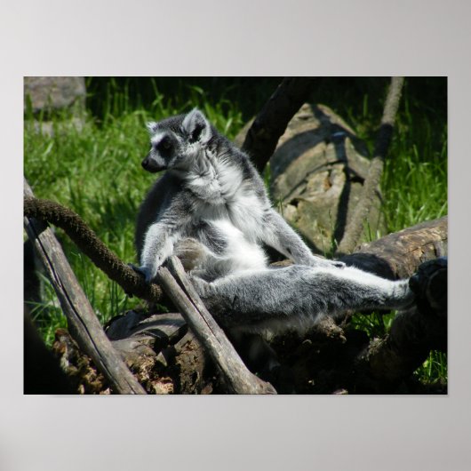 Ring-Schwanz Lemur Poster (Vorne)