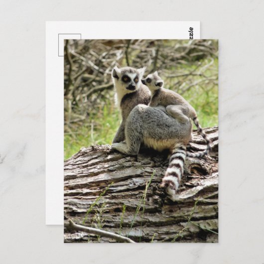 RING-TAED LEMUR POSTKARTE (Vorne/Hinten)