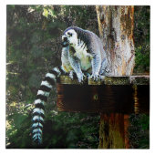 Ring-Tail Lemur Fliese (Vorderseite)