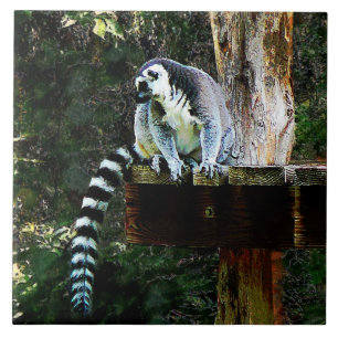 Ring-Tail Lemur Fliese