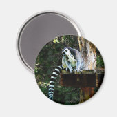 Ring-Tail Lemur Magnet (Vorderseite/Rückseite)
