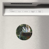 Ring-Tail Lemur Magnet (In Situ (Geschirrspüler))