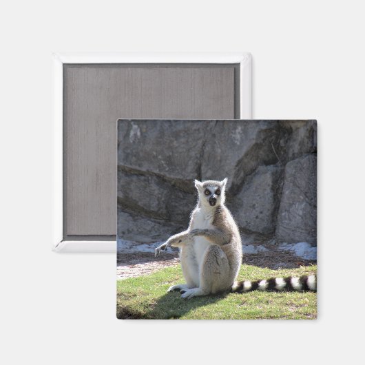 Ring-Tail Lemur Magnet (Vorderseite/Rückseite)