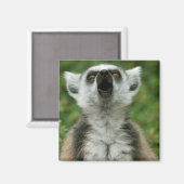 Ring-Tail Lemur Magnet (Vorderseite/Rückseite)