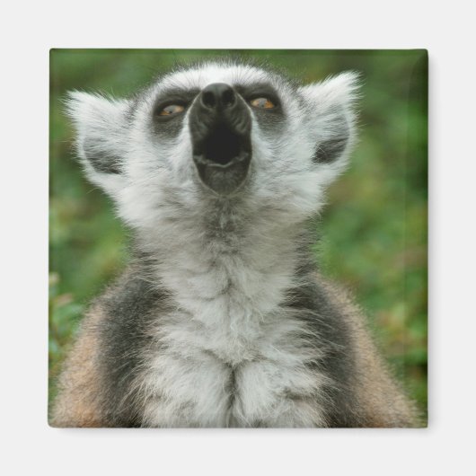 Ring-Tail Lemur Magnet (Vorne)