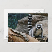RIng Tail Lemur Postkarte (Vorne/Hinten)