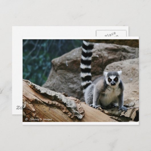 RIng Tail Lemur Postkarte (Vorne/Hinten)