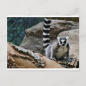 RIng Tail Lemur Postkarte (Vorderseite)