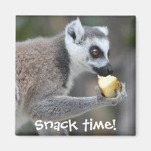 Ring-Tail Lemur - Snack Time!