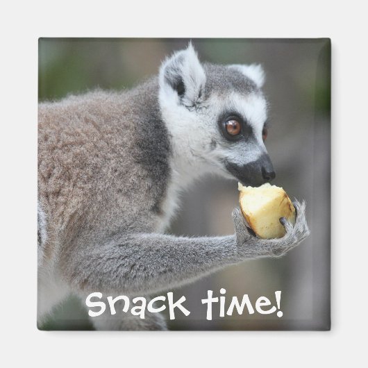 Ring-Tail Lemur - Snack Time! Magnet (Vorne)