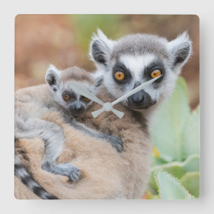 Ring-Tailed Lemur Baby on its Mother's Back Quadratische Wanduhr