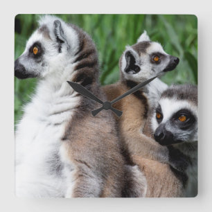 Ring-tailed Lemur Family Quadratische Wanduhr