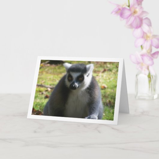 Ring-tailed Lemur Karte (Orchidee)