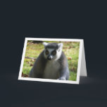 Ring-tailed Lemur Karte<br><div class="desc">Ring-tailed lemur Greeting Card. You can easily customize this product for free if you would like to add wording or change the color of the background.</div>