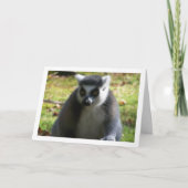 Ring-tailed Lemur Karte (Vorderseite)
