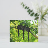 Ring-tails Lemur #3 Postkarte (Stehend Vorderseite)